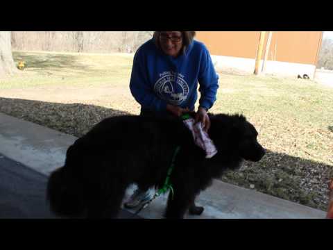 Gateway Sled Dog Club Weight Pull - March 21, 2015: Newfoundland, Beau