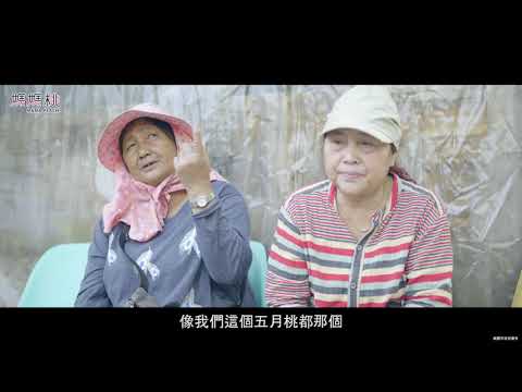 2021媽媽桃宣傳影片-愛的果實