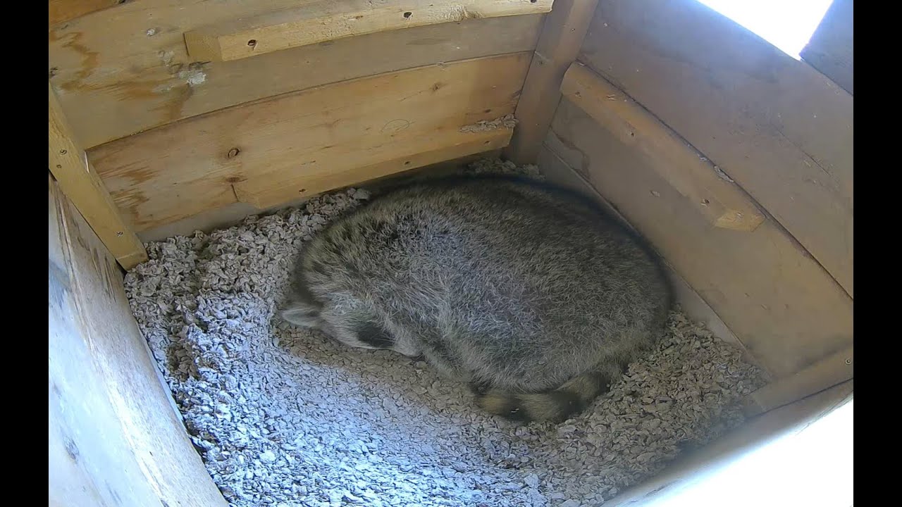 Live webcam view of Front Den Cam at the Raccoon Saloon