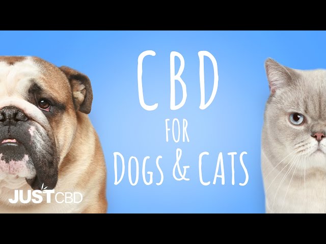 A Beginners Guide To Learn About CBD Dosage