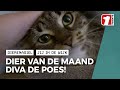 Het dier van deze maand: Poes Diva!