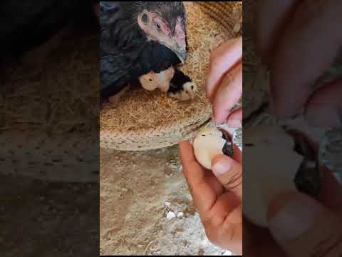 chick near to die I break shell instantly