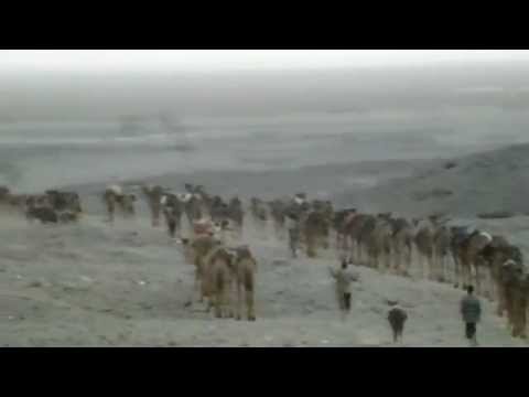 Huge camel caravan leaves Hamed Ela early morning toward the salt harvesting fields, Afar, Ethiopia