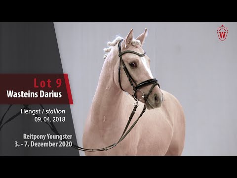 Auktion Reitpony Youngster Lot 9 Wasteins Darius Hengst v. Darubi Gold - Going East