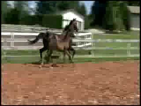 Five Star DSF colt sire Freestyle SOLD