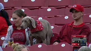 SF@CIN: Reds fans bring dogs to Bark in the Park