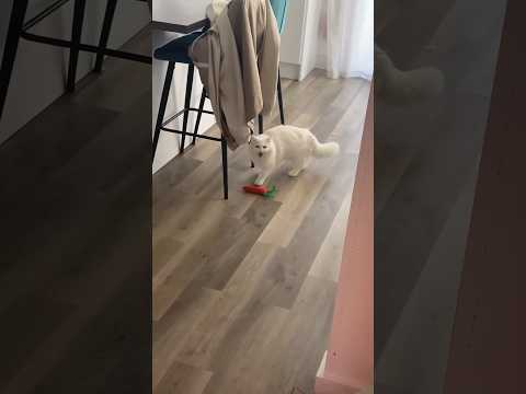 Why are deaf cats SO loud? 😂  Little Donut loves to scream in the morning… we love him though ❤️