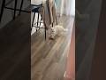 Why Are Deaf Cats SO Loud Little Donut Loves To Scream In The Morning We Love Him Though ️