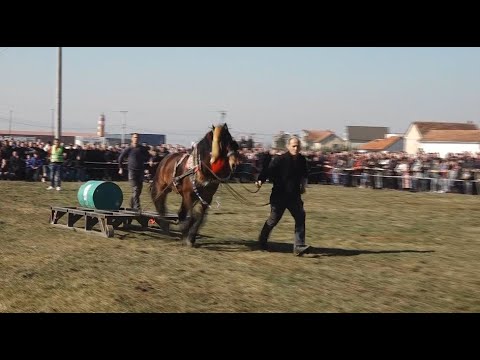 Dita e Pavarësisë - Në Prelez kuajt garojnë se kush ngreh peshë më të rëndë - 17.02.2023 RTV TEMA