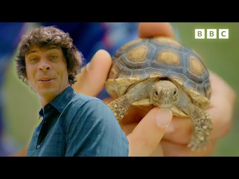 Learn about Baby Animals! | Andy's Baby Animals | Andy's Amazing Adventures