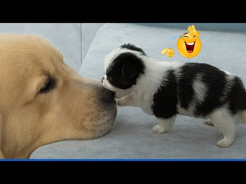 Essayez de ne pas rire ! Des chiens hilarants et les vidéos de chiens et de chats les plus drôles de l'année.