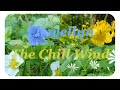 Relaxing Nature Scenes: Llewellyn - The Chill ...