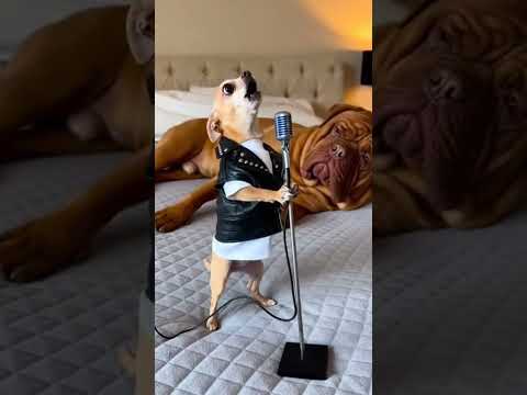 Pies śpiewa 3kipę!