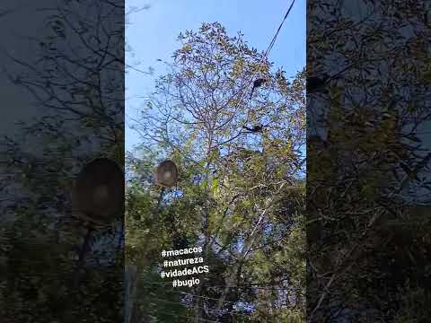 visita de hoje, #bugio #saltinho Campina do Monte Alegre-SP