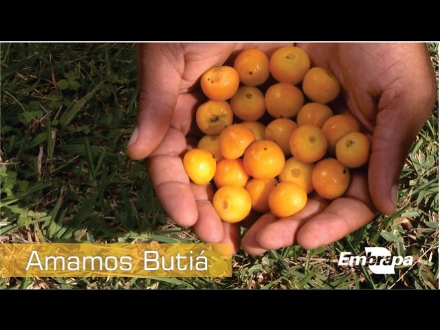 Pronúncia de vídeo de Butia em Inglês