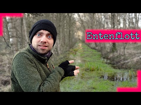 Lemna: Das unerwartete Superfood