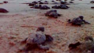 preview picture of video 'Releasing of Hawksbill Sea Turtle hatchlings'