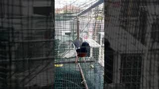 Download lagu Murai batu sujud full isian,Pancingan emosi murai lawan down. #pesona mp3