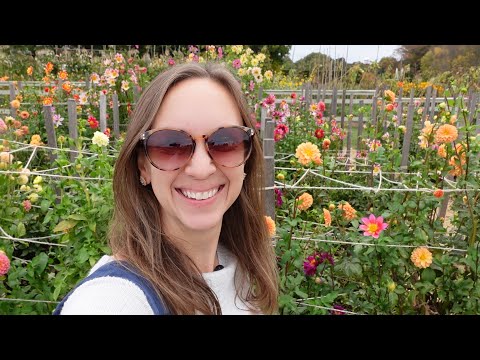 Chrysanthemum Classifications 😍💗🌸 // Northlawn Flower Farm
