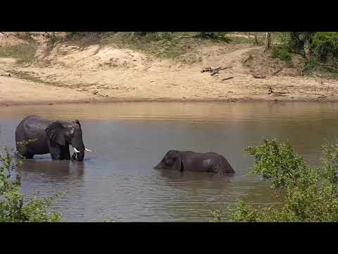 Djuma: Two Elephant playing in water-Hippo not happy about it - 13:28 - 10/26/20