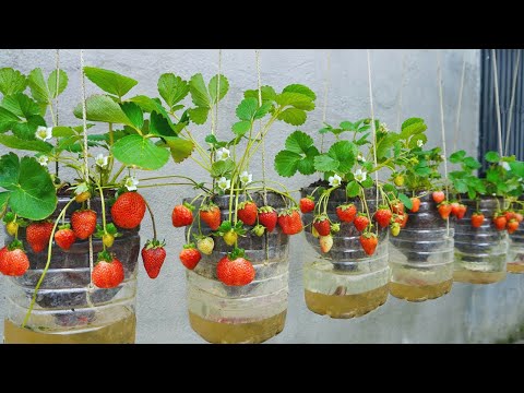 Let s grow bitter melon for your family this way it s very fruity and easy to make