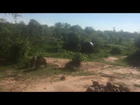 A male hippo plus warthogs.