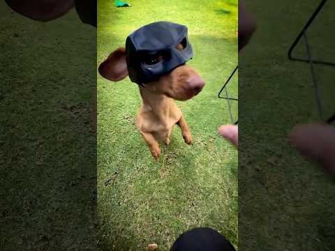 El nuevo truco de mi perrito🐶🤯