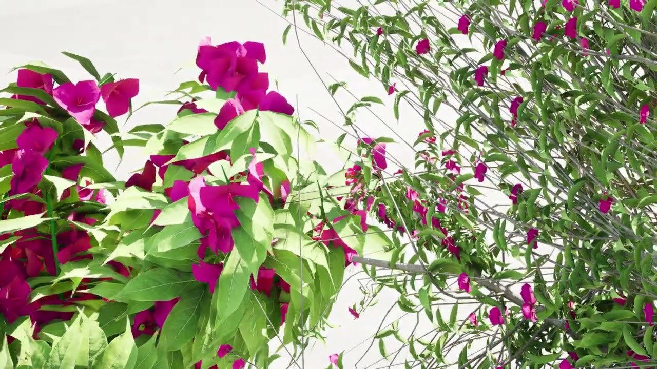 Дерево бугенвілії 3D Модель