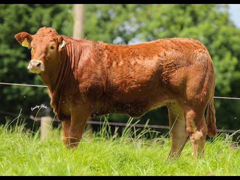 Limousin - Castleview Biennial Production Sale - Image 2