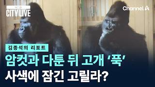 [김종석의 리포트]사색에 잠긴 일본 수컷 고릴라?…암컷과 다툰 뒤 고개 ‘푹’