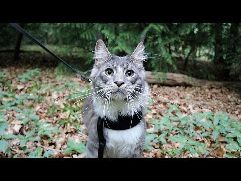Walking our cat for the first time