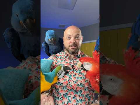 If I had to choose just ONE parrot… #parrot #macaw #pets