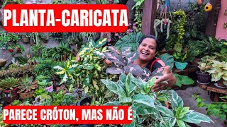 PARECE CRÓTON, MAS É OUTRA ESPÉCIE! PLANTA-CARICATA VARIEGATA INCRÍVEL E FÁCIL DE CUIDAR