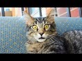 Funny Cats Malfunction 2018 NEW