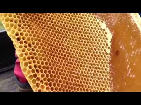 Мёд в сотах. Пчела на сотах. Медовые соты. Пустые пчелиные соты. Как сделать медовую соту.