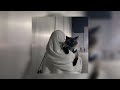 Allah Knows الله يعلم ᴬᵇᵈᵘˡᴬᶻⁱᶻ ᵃˡʳᵃˢʰᵉᵈ