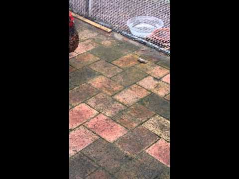 Velociraptor chicken