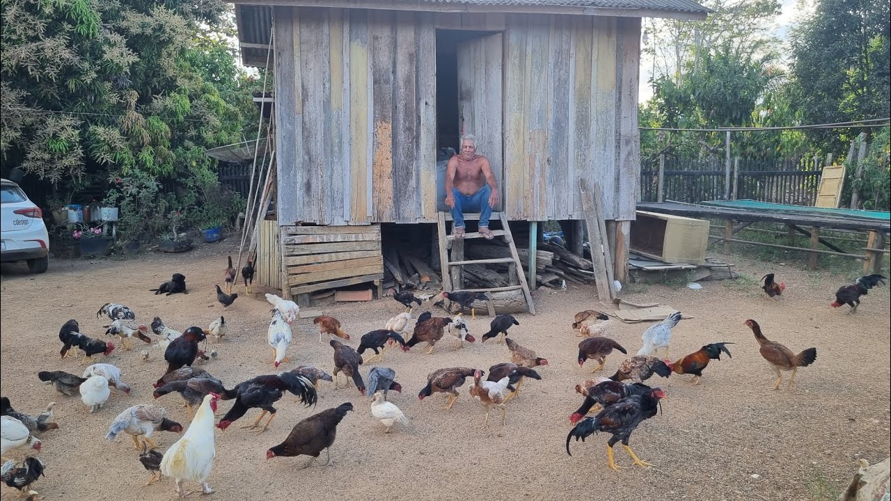 Neste Sítio a Fartura é Grande,Tem de tudo ,tem porco,galinha peixes,vacas,hortaliças,fruteiras.etc.