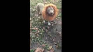 Video preview image #1 Mutt Puppy For Sale in Miami, FL, USA
