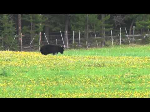 Itcha Mountain Outfitters - 2014 Bear Hunting