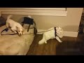 Angry Cats Vs Dogs Funny Compilation 2021