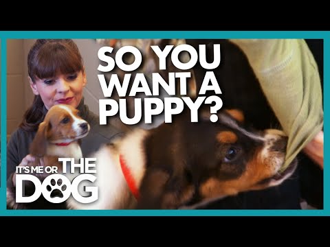 A Beginners Guide to Puppy Training (And Picking the Right Dog for You!) | It's Me or the Dog