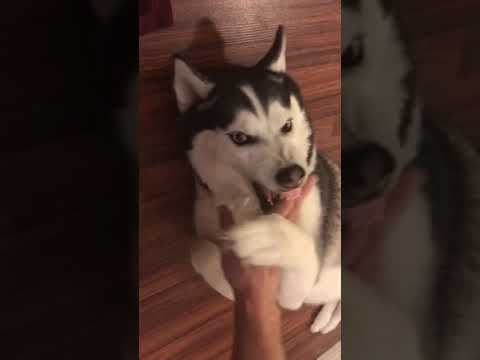Aggressive Siberian Husky EXPLODES WITH ANGER!!! #shorts