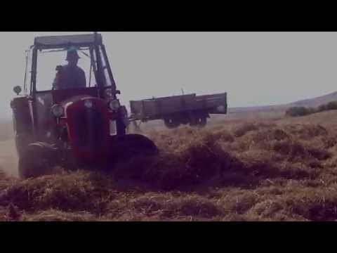 Threshing alfalfa in Macedonia
