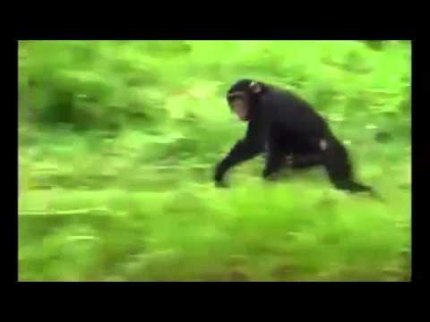 Chimp Running Speed