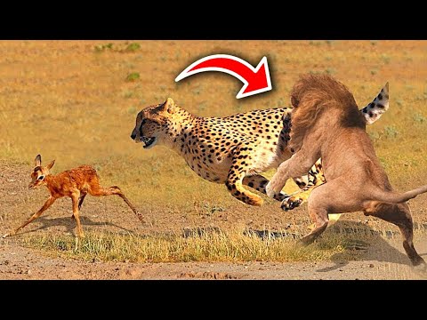 Diğer Hayvanların Hayatını Kurtaran 10 Vahşi Hayvan