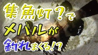集魚灯？を使ったらメバルがめっちゃ釣れた