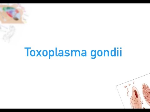 mit jelent, amikor pinwormokról álmodsz