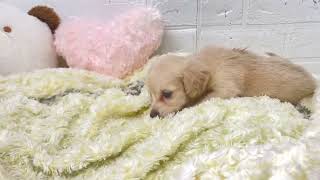 ハーフ犬の動画01