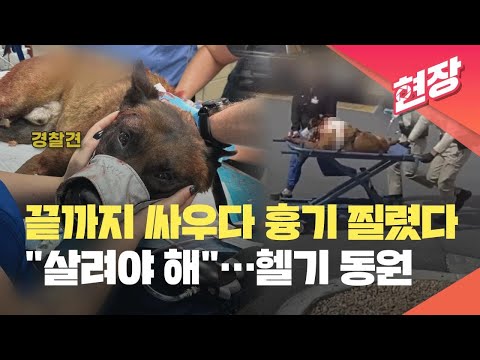 Stabbed K9... US Police Call in a Chopper to Save Its Life